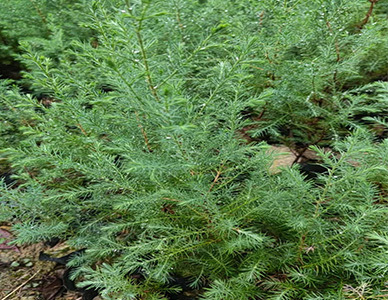 1774413973524554.jpg 柏木苗1.jpg